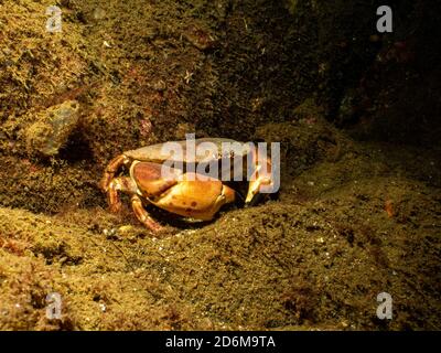 Nahaufnahme eines Krebs-Pagurus, auch als essbare Krabbe oder braune Krabbe bekannt. Bild von den Wetterinseln, Schweden Stockfoto