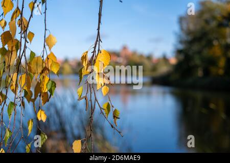 Gelbe Birkenblätter hängen im Herbst vor einem see Stockfoto