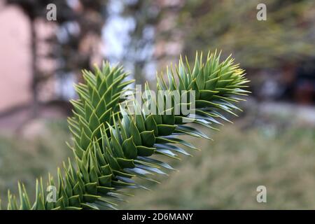 Selektive Nahaufnahme eines jungen Araucaria-Baumes Stockfoto