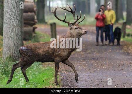 Duelmen, NRW, Deutschland. Oktober 2020. Ein Rothirsch (Cervus elaphus) trabt stolz an Spaziergängern im Wald des Duelmen Naturreservats vorbei. Hirsche Brunft Aktivität ist auf seinem Höhepunkt in diesem Monat, werden sowohl rote und Damhirsche brüllen und kämpfen um ihre Dominanz und stehen mit Weibchen. Kredit: Imageplotter/Alamy Live Nachrichten Stockfoto