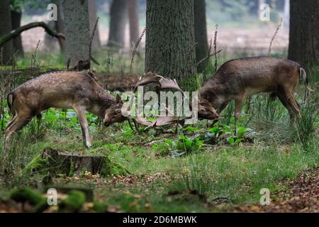 Duelmen, NRW, Deutschland. Oktober 2020. Zwei Damhirsch-Böcke (dama dama) kämpfen unerbittlich. Hirsche Brunft Aktivität ist auf seinem Höhepunkt in diesem Monat, werden sowohl rote und Damhirsche brüllen und kämpfen um ihre Dominanz und stehen mit Weibchen. Kredit: Imageplotter/Alamy Live Nachrichten Stockfoto