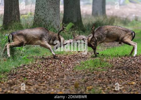 Duelmen, NRW, Deutschland. Oktober 2020. Zwei Damhirsch-Böcke (dama dama) kämpfen unerbittlich. Hirsche Brunft Aktivität ist auf seinem Höhepunkt in diesem Monat, werden sowohl rote und Damhirsche brüllen und kämpfen um ihre Dominanz und stehen mit Weibchen. Kredit: Imageplotter/Alamy Live Nachrichten Stockfoto