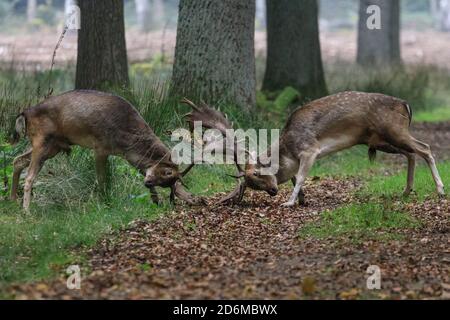 Duelmen, NRW, Deutschland. Oktober 2020. Zwei Damhirsch-Böcke (dama dama) kämpfen unerbittlich. Hirsche Brunft Aktivität ist auf seinem Höhepunkt in diesem Monat, werden sowohl rote und Damhirsche brüllen und kämpfen um ihre Dominanz und stehen mit Weibchen. Kredit: Imageplotter/Alamy Live Nachrichten Stockfoto