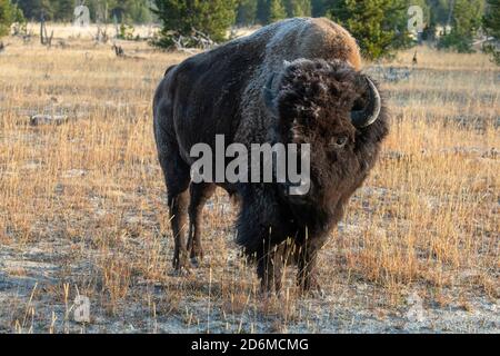 Nordamerika, Wyoming, Yellowstone National Park, Upper Geyser Basin. Eineinziger amerikanischer Bison (WILD: Bison Bison) aka Büffel mit frühem Frost. Stockfoto