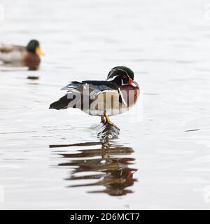 Oktober 2020. Seltene Entenkontrolle. Vogelbeobachter haben sich nach Castle Semple, Lochwinnoch geflocking, als Nachrichten verbreiten von einem selten gesehenen Besucher in diesen Teilen. Die markante, farbige Holzente (Aix Sponsa) kann gelegentlich in ganz Großbritannien gesehen werden und könnte ein Flüchtling oder ein vagrant Vogel aus Nordamerika sein, aber es hat viel Interesse an der Vogelbeobachtung Brüderlichkeit dennoch geweckt. Stockfoto