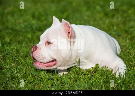 American Bully Welpe Hund liegt auf grünem Gras Stockfoto