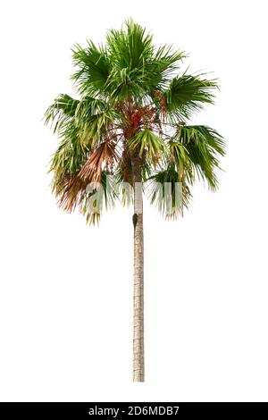 Palmen und Früchte Ornamental Pflanzen schön isoliert auf weiß Hintergrund Stockfoto