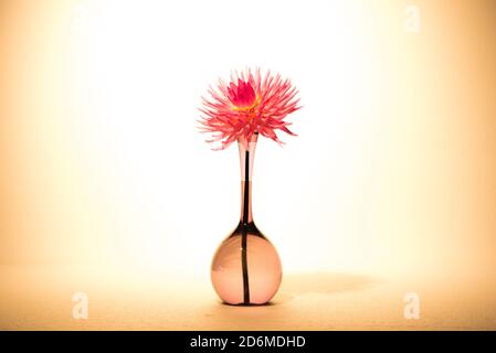 Dahlia Lady Lapita, wunderschön in einer eleganten Glasvase als Stillleben mit weißem Hintergrund Stockfoto