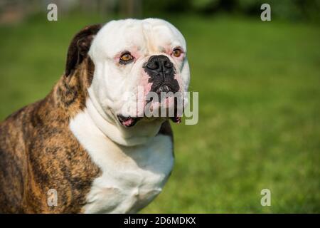 Brindle Mantel American Bulldog Hund Porträt draußen Stockfoto