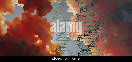 DNA, die genetische Anweisungen trägt, befindet sich im Zellkern, wo sie mit verschiedenen Proteinen in verschiedenen Prozessen interagiert, wie zum Beispiel Replikation. Stockfoto