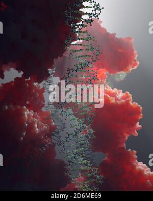 DNA, die genetische Anweisungen trägt, befindet sich im Zellkern, wo sie mit verschiedenen Proteinen in verschiedenen Prozessen interagiert, wie zum Beispiel Replikation. Stockfoto