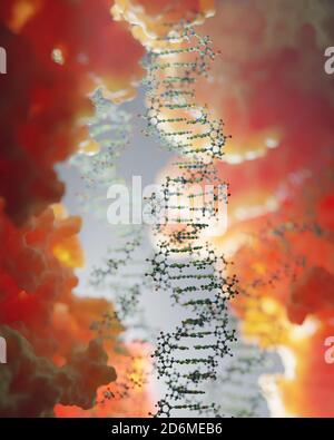 DNA, die genetische Anweisungen trägt, befindet sich im Zellkern, wo sie mit verschiedenen Proteinen in verschiedenen Prozessen interagiert, wie zum Beispiel Replikation. Stockfoto