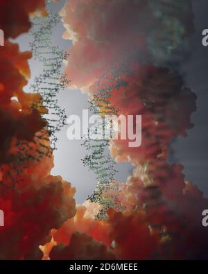 DNA, die genetische Anweisungen trägt, befindet sich im Zellkern, wo sie mit verschiedenen Proteinen in verschiedenen Prozessen interagiert, wie zum Beispiel Replikation. Stockfoto