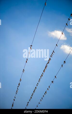 Schwalbe sitzt auf Drähten gegen blauen Himmel Stockfoto