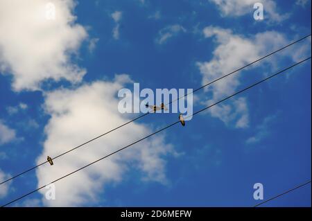 Schwalbe sitzt auf Drähten gegen blauen Himmel Stockfoto