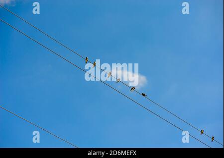 Schwalbe sitzt auf Drähten gegen blauen Himmel Stockfoto