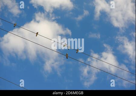 Schwalbe sitzt auf Drähten gegen blauen Himmel Stockfoto