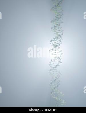 DNA, die genetische Anweisungen trägt, befindet sich im Zellkern, wo sie mit verschiedenen Proteinen in verschiedenen Prozessen interagiert, wie zum Beispiel Replikation. Stockfoto