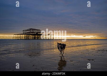 Ein Border Collie Dog - Canis lupus familiaris verläuft am West Pier bei Sonnenuntergang, Brighton, Hove, East Sussex, England, UK, GB Stockfoto