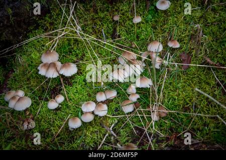 Pilze im Wald. Waldviertel, Österreich, Europa Stockfoto
