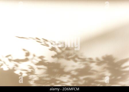 Sommer Hintergrund der Schatten Blätter Pflanze auf einer weißen Wand. Weiß und Schwarz zum Überlegen eines Fotos oder Mockup Stockfoto