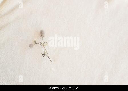 Eine wilde flauschige Blume liegt auf weichem, kuscheligem Karli Aus weißem Stoff Stockfoto