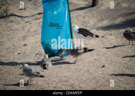 Darlowo, Polen - 1. September 2020: Vögel suchen Nahrung in einem Müllbeutel. Plastik im Verdauungstrakt von Tieren. Möwen und Seeschwalben auf dem Stockfoto