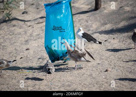 Darlowo, Polen - 1. September 2020: Vögel suchen Nahrung in einem Müllbeutel. Plastik im Verdauungstrakt von Tieren. Möwen und Seeschwalben auf dem Stockfoto