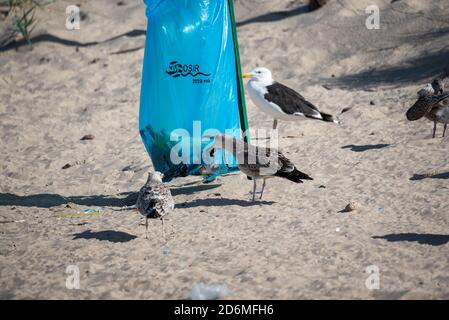 Darlowo, Polen - 1. September 2020: Vögel suchen Nahrung in einem Müllbeutel. Plastik im Verdauungstrakt von Tieren. Möwen und Seeschwalben auf dem Stockfoto