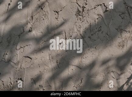 Textur aus rauem grau-braunem Gips mit Schatten von Pflanzen als abstrakten Hintergrund. Stockfoto