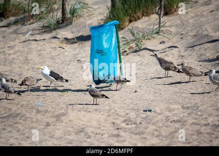 Darlowo, Polen - 1. September 2020: Vögel suchen Nahrung in einem Müllbeutel. Plastik im Verdauungstrakt von Tieren. Möwen und Seeschwalben auf dem Stockfoto