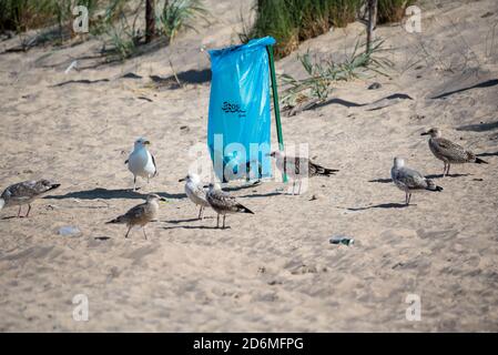 Darlowo, Polen - 1. September 2020: Vögel suchen Nahrung in einem Müllbeutel. Plastik im Verdauungstrakt von Tieren. Möwen und Seeschwalben auf dem Stockfoto