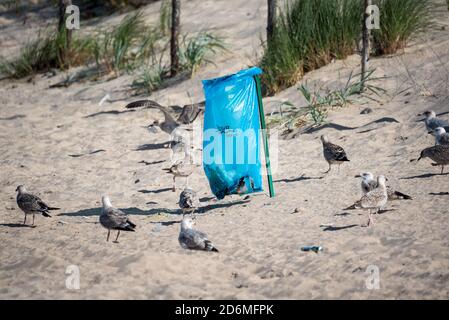 Darlowo, Polen - 1. September 2020: Vögel suchen Nahrung in einem Müllbeutel. Plastik im Verdauungstrakt von Tieren. Möwen und Seeschwalben auf dem Stockfoto