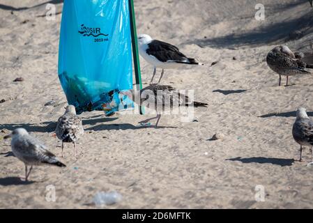 Darlowo, Polen - 1. September 2020: Vögel suchen Nahrung in einem Müllbeutel. Plastik im Verdauungstrakt von Tieren. Möwen und Seeschwalben auf dem Stockfoto