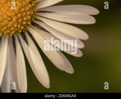 Makroaufnahme einer Gänseblümchen-Blume Stockfoto