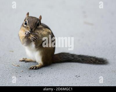 Ein Chipmunk, der Erdnüsse isst Stockfoto