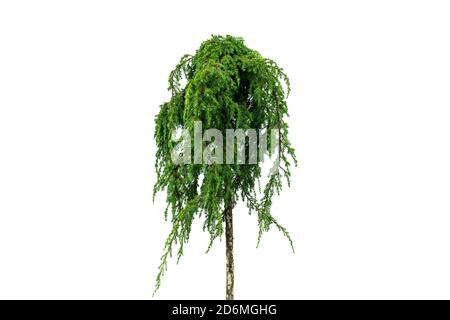 Juniper-Baum auf weißem Hintergrund isoliert. Ggreen Wacholder isoliert auf weißem Hintergrund. Immergrüner Nadelbaum. Stockfoto