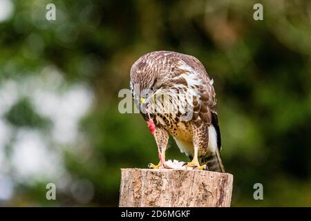 Bussard im mittleren Wales. Stockfoto