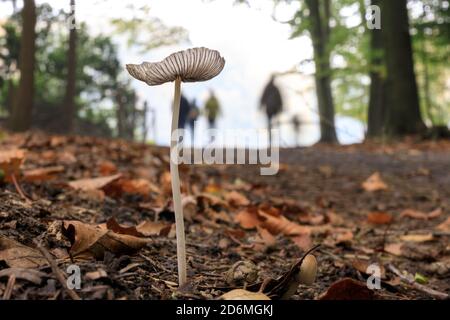 Duelmen, NRW, Deutschland. Oktober 2020. Ein delikater Tintenkappenpilz (Parasola plicatilis), ein essbarer Pilz, steht unbemerkt von Spaziergängern in den herbstlichen Wäldern des Münsterland. Die beliebte Pilzsammlungssaison dauert von Anfang September bis Mitte Oktober in Deutschland. Kredit: Imageplotter/Alamy Live Nachrichten Stockfoto