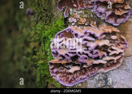 Duelmen, NRW, Deutschland. Oktober 2020. Der Blattsilberpilz (Chondrostereum pureum) wächst auf einem alten Baumstamm. Silberblatt ist eigentlich eine Pilzkrankheit, und nicht essbar, aber oft bewundert für seine bunte Erscheinung. Die beliebte Pilzsammlungssaison dauert von Anfang September bis Mitte Oktober in Deutschland. Kredit: Imageplotter/Alamy Live Nachrichten Stockfoto