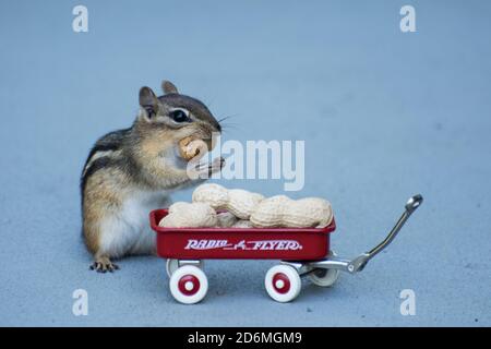 Ein Chipmunk, der Erdnüsse isst Stockfoto