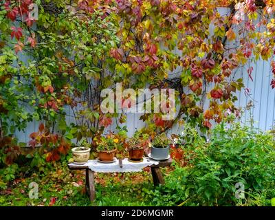 Blumen in einem Cashto stehen auf einer Holzbank als Ein dekoratives Element des Gartens Stockfoto