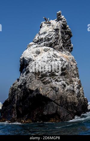 Pelikane ruhen auf einem großen Steingarten Stockfoto