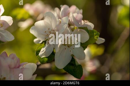 Nahaufnahme einer Apfelblüte Stockfoto