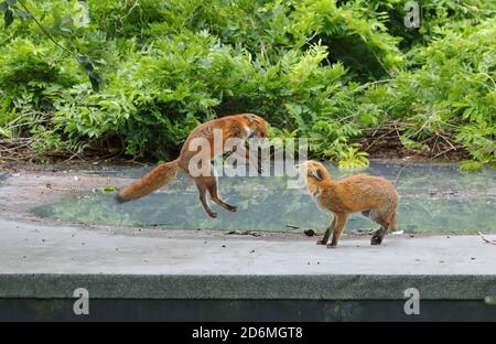 Wilde, städtische Rotfüchse, Vulpesvulpen, spielen kämpfen in Birmingham, England, Großbritannien. Stockfoto