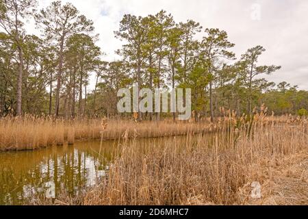 Longleaf Kiefer entlang der Küste Bayou in der Santee Coastal Reserve in South Carolina Stockfoto