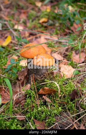 Zwei orangefarbene Kappenboletus. Ernte von Wald essbaren Pilzen. Junge Steinpilze wächst im Espenwald, ein Pilz mit einer roten Haube und einem weißen Fuß unter Stockfoto