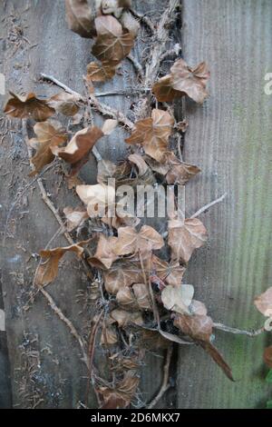 Nahaufnahme von getrockneten Efeu-Blättern auf alten Holzzaun Mit Farben von grünem Moos und gealterten braunen toten Blättern Und Holzzaun Bio-Garten Herbst Stockfoto