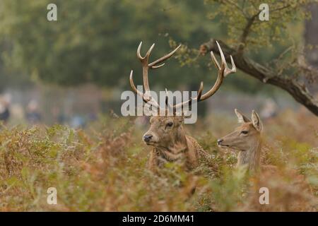 Bushy Park, London, Großbritannien. Oktober 2020. Red Deer Stag (Cervus elaphus) unter den Braken während der Brunftzeit.Quelle: amanda Rose/Alamy Live News Stockfoto