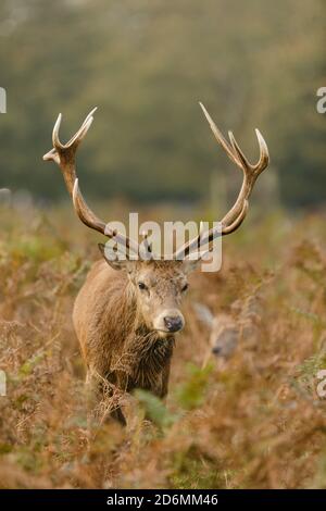 Bushy Park, London, Großbritannien. Oktober 2020. Rothirsch-Hirsch (Cervus elaphus) unter den Braken während der Brunftzeit. Kredit: amanda Rose/Alamy Live Nachrichten Stockfoto